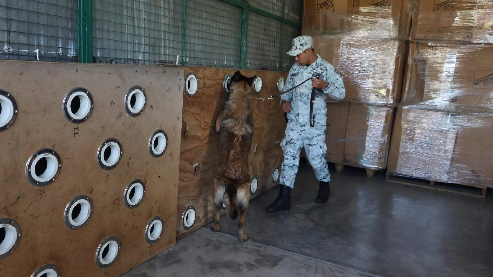 Capacitación de canes para la detección de narcóticos, explosivos y restos humanos